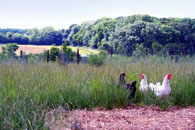 church farm